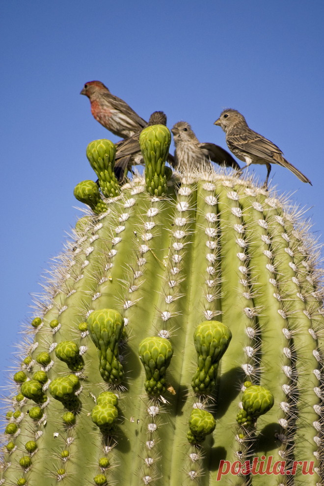 Кактус сагуаро: жизнь в пустыне — Наука и жизнь