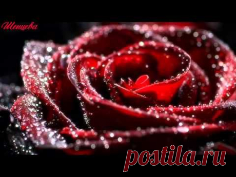 ЭТИ РОЗЫ ДЛЯ ТЕБЯ