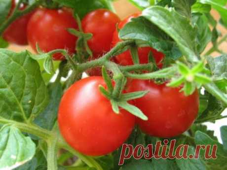 Десять продуктов, которые являются самыми полезными в мире — ДОМАШНИЕ