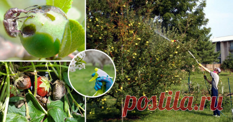 Как правильно бороться с садовыми вредителями?
Дачные советы от Галины Кизима
Во-первых, это надо делать вовремя, во-вторых, по возможности не использовать химические яды.

Опрыскивая сад (концы веток, ветви, развилки, стволы и почву под растениями) поздней осенью и ранней весной концентрированным минеральным удобрением (700 г карбамида, то есть мочевины, на 10 л воды), вы избавите сад от вредителей, зимующих на растениях и под ними. 

Это опрыскивание нельзя делать с моме...