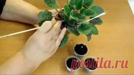 Удаляем пасынки с фиалочки
