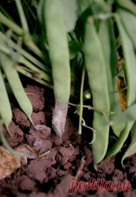 Болезни фасоли с фото и борьба с ними