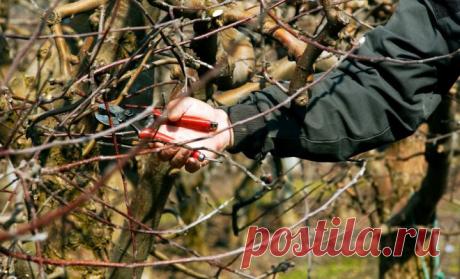 12 ошибок, которые вы допускаете при обрезке растений | В саду (Огород.ru)