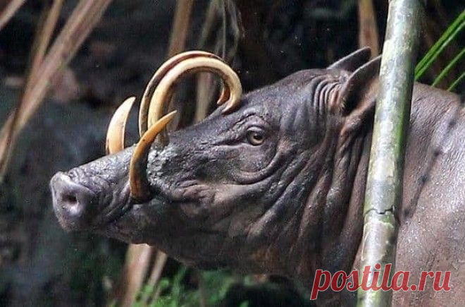 15 фото редких животных, доказывающих, что природе ещё есть, чем нас удивить