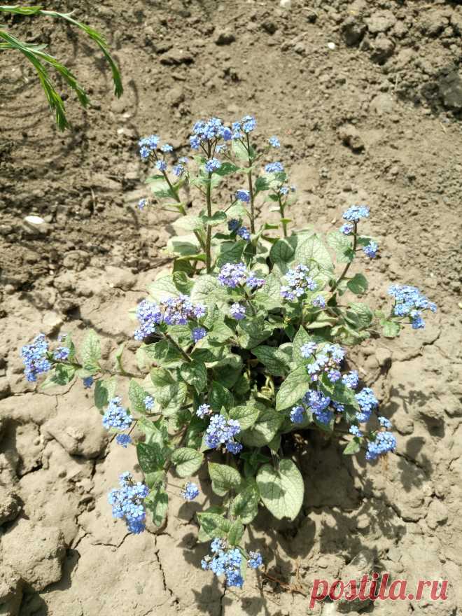 Бруннера крупнолистная "Джек Фрост" (Brunnera macrophylla "Jack Frost")