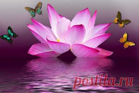 Belles images de fleurs