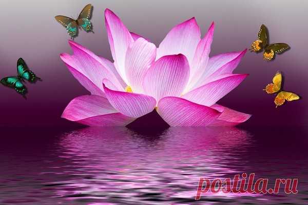 Belles images de fleurs