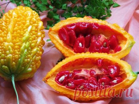 Растительный инсулин защитит нас от ожирения, диабета и рака груди