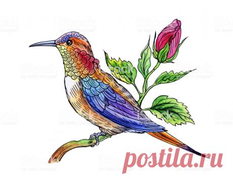 Ilustración de Colibrí En Un Hibisco y más Vectores Libres de Derechos de Animal - iStock