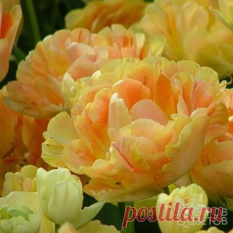 Тюльпан Charming Beauty | Купить почтой, низкие цены