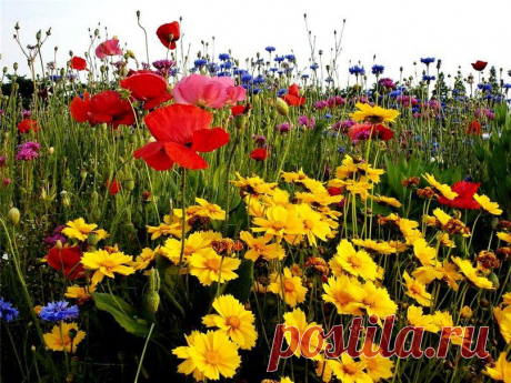 полевые цветы фото - Поиск в Google