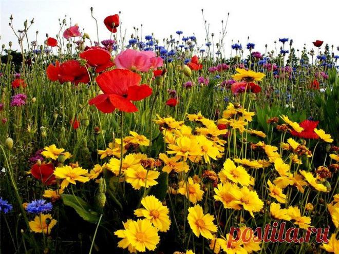полевые цветы фото - Поиск в Google