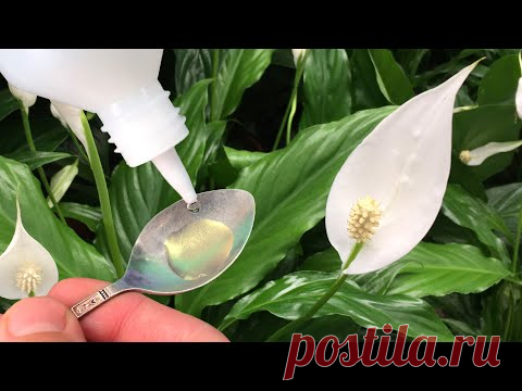 Капаю Под Все Цветы в Доме в Январе - Зацветают Как Сумасшедшие!