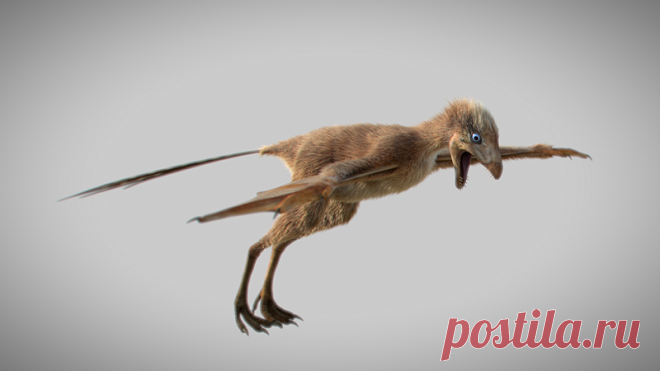 Описан необычный оперенный динозавр с крыльями, как у летучей мыши | Живой мир - природа