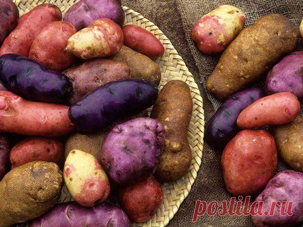 Как вырастить картофель на даче | БАБУШКИНА ДАЧА