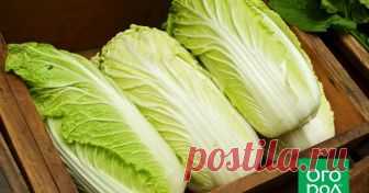 Июль – самое время для посева пекинской капусты Пекинская капуста с ее сочными и нежными листьями давно завоевала любовь и огородников, и гурманов. Но многие до сих пор считают, что высаживать ее можно только весной – ведь иначе капуста начнет стрелковаться. А мы докажем вам правильность июльского посева пекинки!