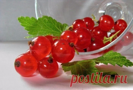 ПАРА ЗАГОТОВОК ИЗ КРАСНОЙ СМОРОДИНЫ — Фактор Вкуса