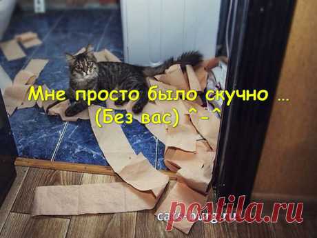 Смешные кошки