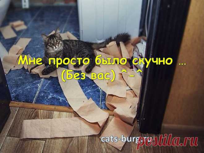 Смешные кошки