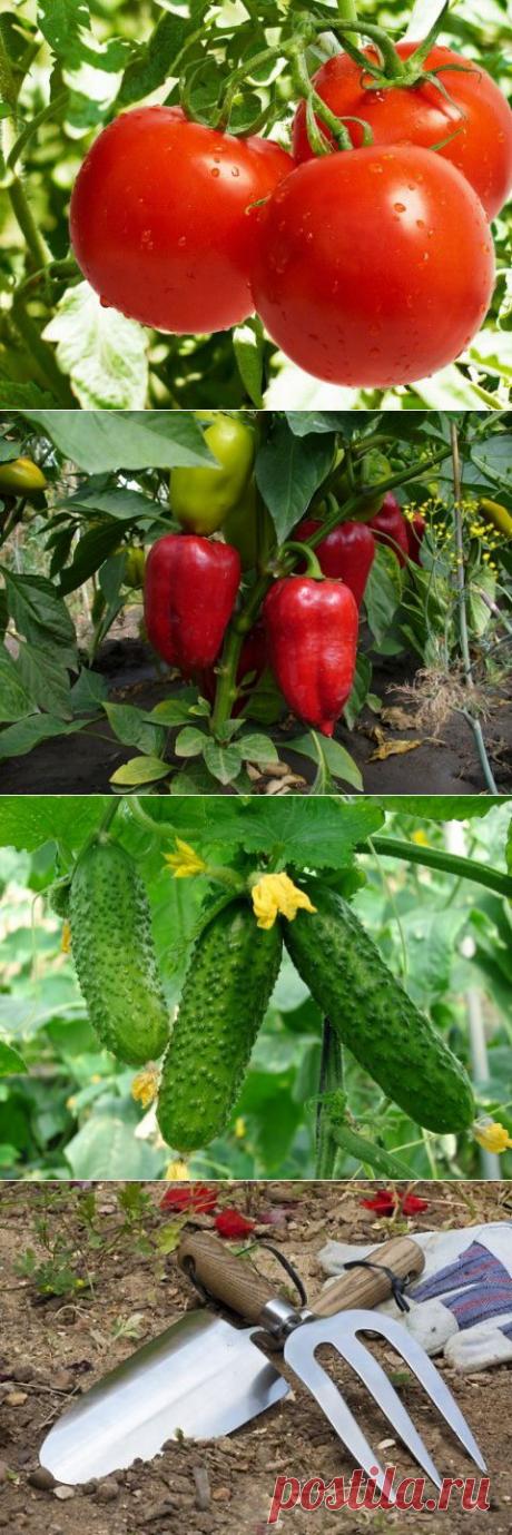 Обзор &quot;Выращивание и уход. Помидоры. . Огурцы&quot;, 30 мая | ЖЕНСКИЙ МИР