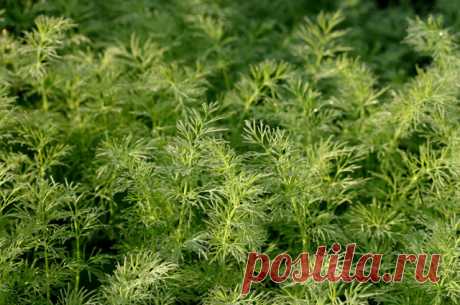 Огород на подоконнике. Как легко вырастить лук, кресс-салат и петрушку | ДАЧА: Огород | ДАЧА | АиФ Санкт-Петербург