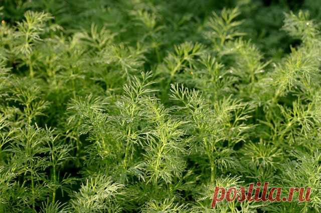 Огород на подоконнике. Как легко вырастить лук, кресс-салат и петрушку | ДАЧА: Огород | ДАЧА | АиФ Санкт-Петербург