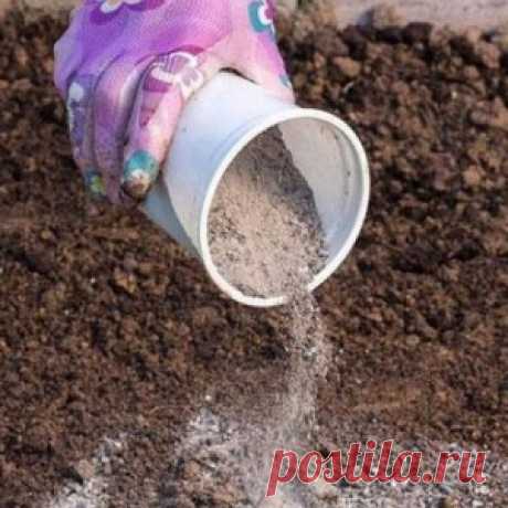 Главные подкормки – не пропустите
