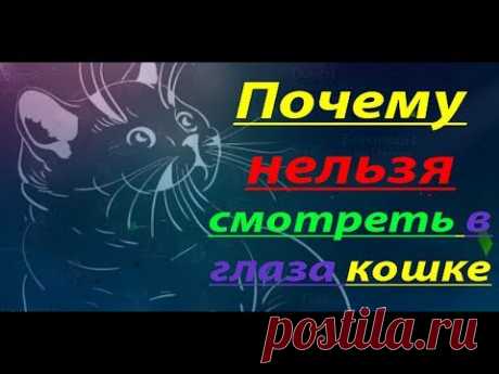 Почему нельзя смотреть в глаза кошке 💯 😼😼😼 Почему нельзя смотреть в глаза кошке 🔥💥🔥 Канал Удивительный мир - https://goo.gl/zD15BV Хотите узнать, почему нельзя смотреть в глаза кошке, тогда Вы на прав...