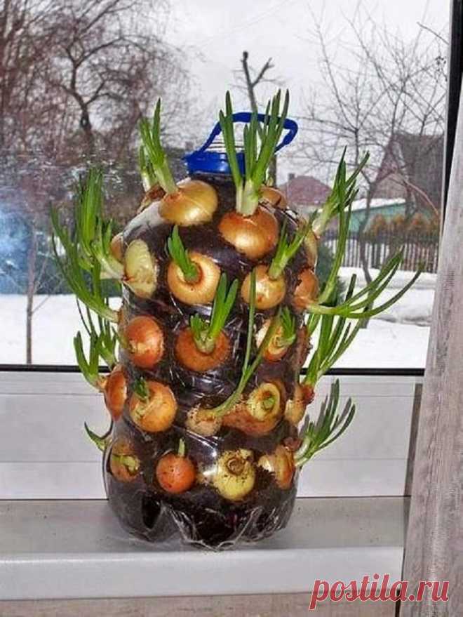 Восхитительный трюк с бутылкой: круглый год собираю урожай зеленого лука! Свежайшая зелень!