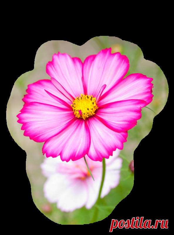 Цветы букеты на прозрачном фоне