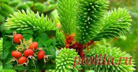 Чистим Организм и Избавляемся от Лишнего Веса без Хлопот!