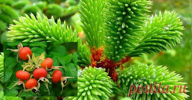 Чистим Организм и Избавляемся от Лишнего Веса без Хлопот!