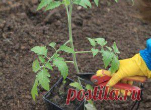 КАК ПОСАДИТЬ ПОМИДОРЫ В ТЕПЛИЦЕ | Самоцветик