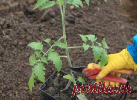 КАК ПОСАДИТЬ ПОМИДОРЫ В ТЕПЛИЦЕ | Самоцветик