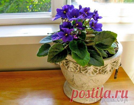 Узамбарские фиалки