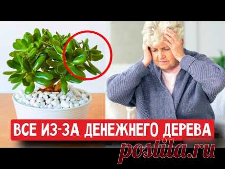 Многие держат дома денежное дерево. Но не догадываются какую пользу оно может нести