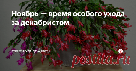Ноябрь — время особого ухода за декабристом 
Декабристы очень разные. Экземплярчик моей соседки уже в полном разгаре, как говорится: начал цвести неделю назад и продолжает обрастать бутонами. Моя молодая шлюмбергера пока вся в раздумьях — на кончиках веток "бусинки" появились, но растут очень медленно и на подходе только один цветок. Но в уходе за всеми декабристами в ноябре есть мн