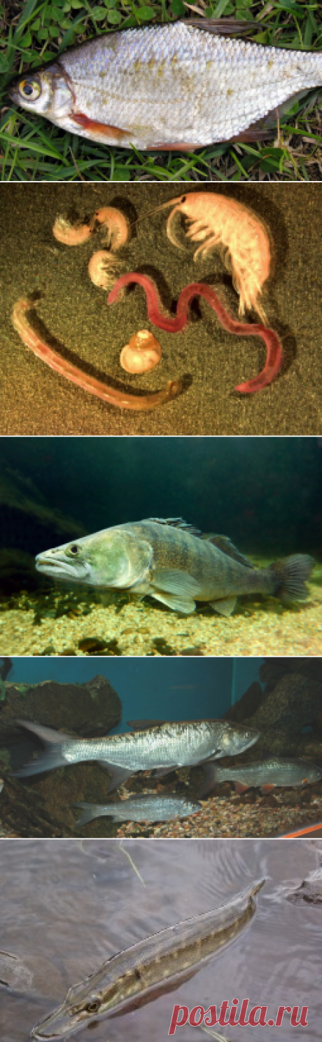 На заметку рыболовам. Как рыба размещается в водоеме по характеру питания? | Физкультура и спорт