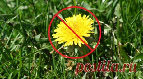 Как избавиться от сорняков – секреты "чистых" грядок 

Прополка грядок и цветников – занятие не самое увлекательное. Но даже с такой скучной работой легко справиться, если найти правильный подход к делу.
Существует, без малого, 10 способов избавления от…