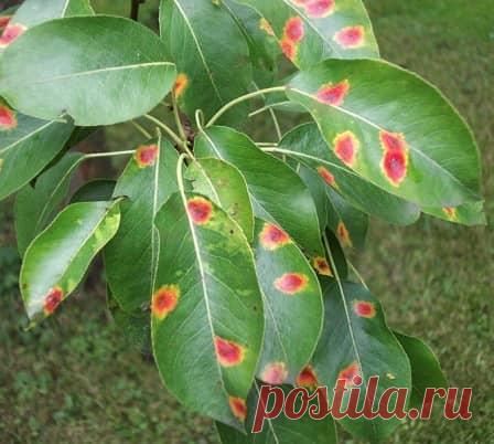 Болезни вишни и их лечение + фото заболеваний
#болезнивишни #сад