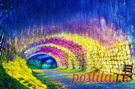 Тоннель глициний в японском саду цветов Кавати Фудзи.