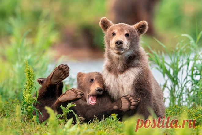 Определены самые смешные фото дикой природы 2020 года - Новости Mail.ru