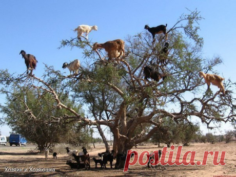 козы пасутся не на земле, а на деревьях. - МирТесен