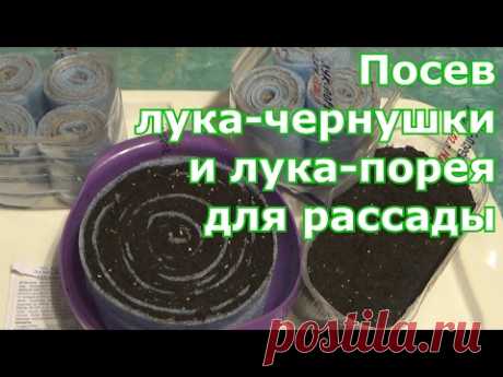 Разные способы посева лука-чернушки и лука-порея. В улитки (самокрутки), в грунт на бумагу