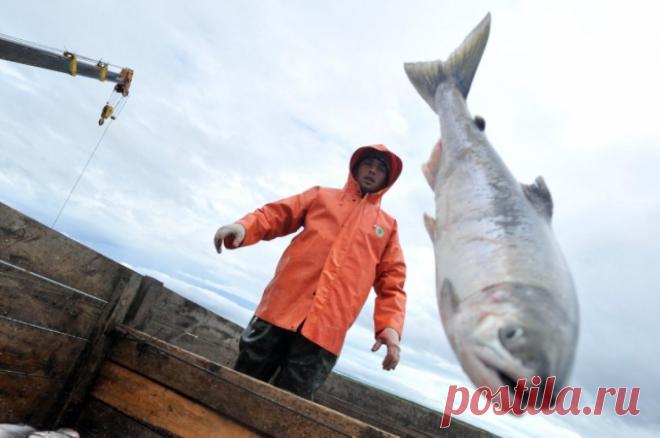 Ученые заявили, что изменение климата помогло лососям освоиться в Арктике. Около 100 особей кеты были обнаружены на севере Аляски.