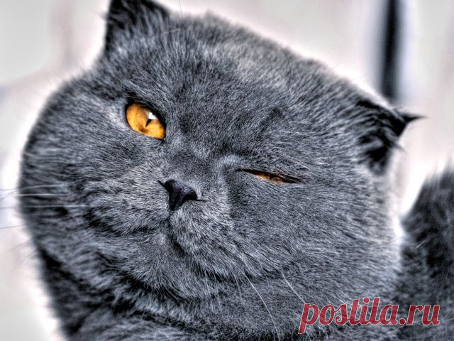 Как отучить кота от вредной привычки | Дай лапку