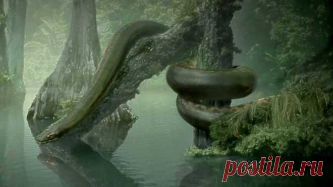 Животные-великаны, когда-либо населявшие Землю Все мы знаем, что 235 миллионов лет назад на нашей планете появились динозавры. В течение десятков миллионов лет эти гиганты были настоящими хозяевами мира. В те времена флора и фауна отличались невер…