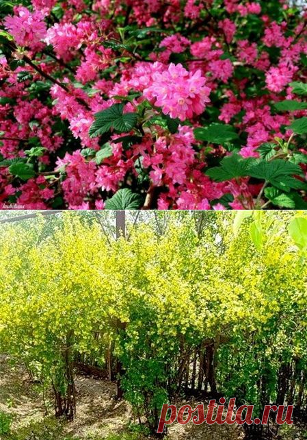 Какие кусты подходят для живой изгороди - Садоводка