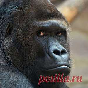 Планета Земля и Человек: Подобных Кинг-Конгу обезьян погубило изменение климата