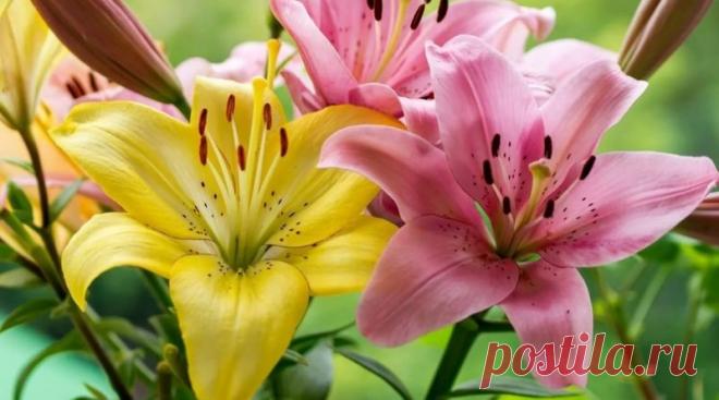 Как правильно удобрять лилии: советы профессионалов | Журнал 